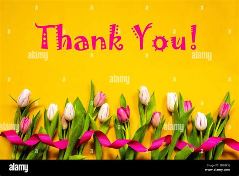 English Text Thank You White And Pink Tulip Spring Flowers With Ribbon