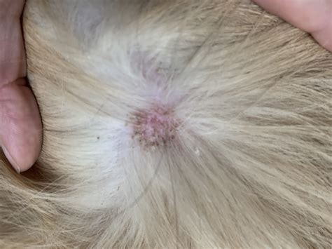 Skin Issues With 2 Year Old Golden Golden Retriever Dog Forums
