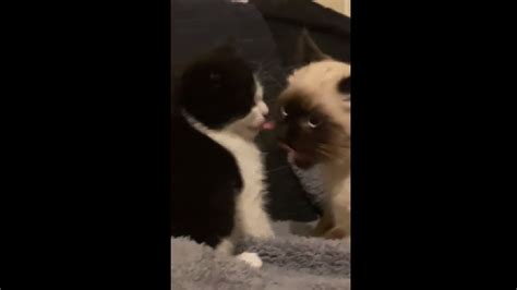 two kittens lovely licking each other youtube