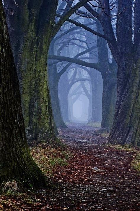 The Dark Forest Path By Djluke9 Incredible Pictures Beautiful