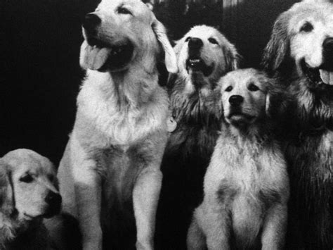 Bruce Weber Golden Retriever I Love Dogs Retriever