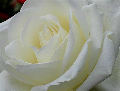 Imagenes Fotos De Rosas Blancas