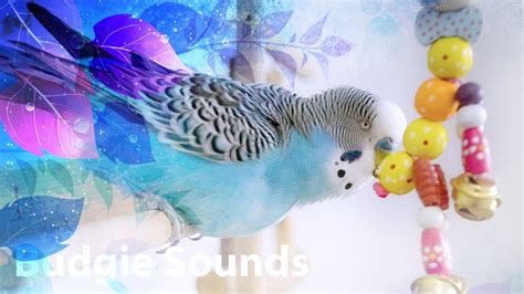 Budgie Sounds You Should Play Youtube