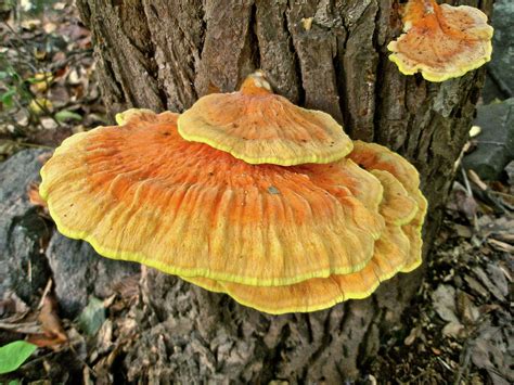 Shelf Fungus Basidiomycota Photograph By Carol Senske Fine Art America