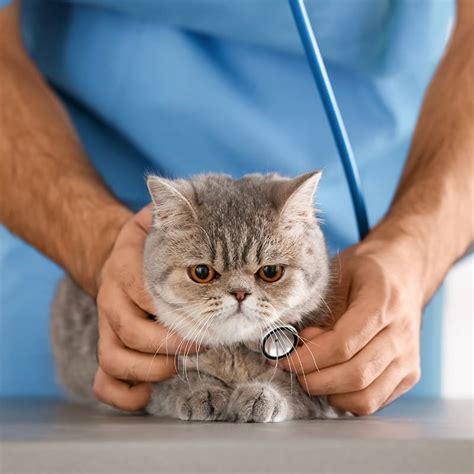Fungal Infection In Cats Skin Lungs And Nose Carolina Veterinary