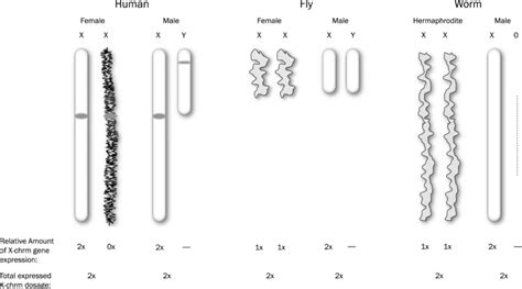 Sex Biased Chromatin And Regulatory Cross Talk Between Sex Chromosomes