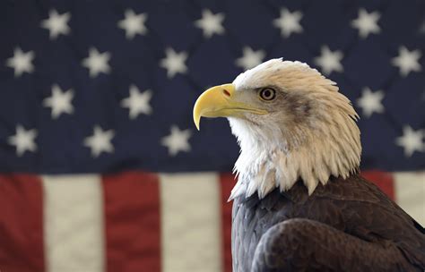 american bald eagle pictures wallpapers top free american bald eagle pictures backgrounds