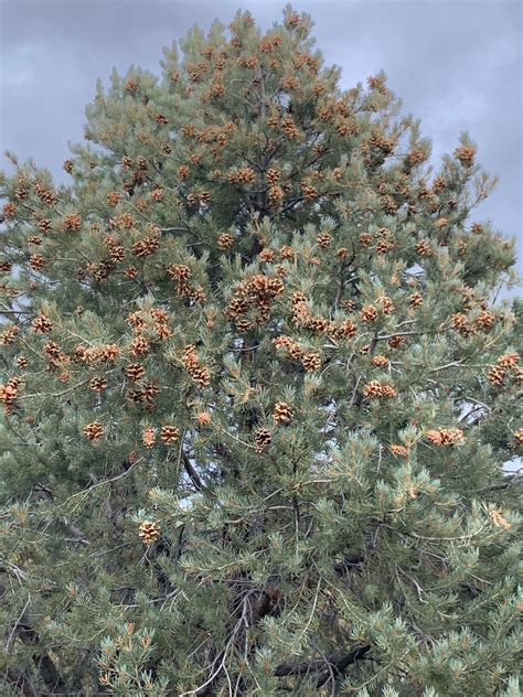 Pine Nut Picking In Northern Nevada Different Views Through Different