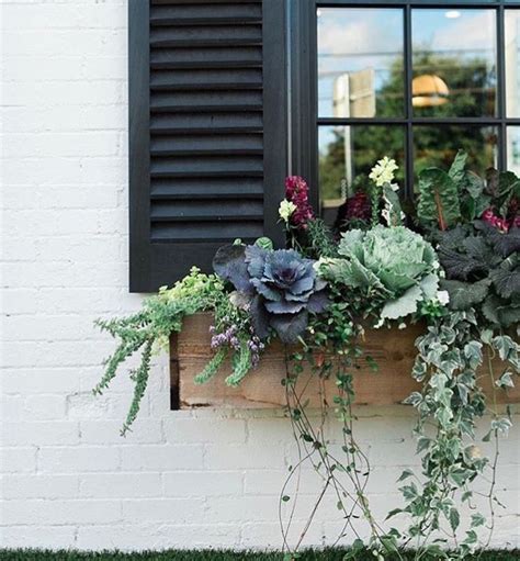 Feed well with a liquid fertilizer. Magnolia's window sill | Window box flowers, Fall window ...