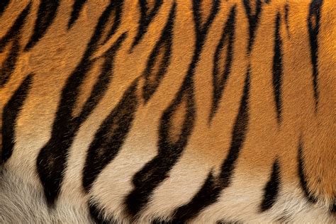 Tiger Stripes Francis J Taylor Photography