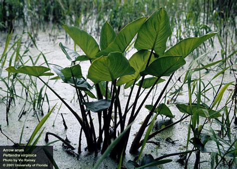 Center For Aquatic And Invasive Plants University Of Florida Ifas