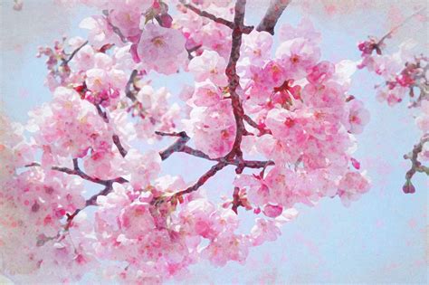 Pink Cherry Blossom Art