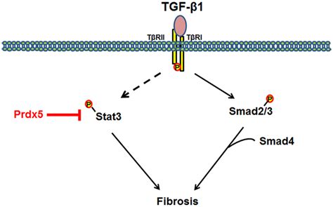 Model Mechanism For Anti Fibrotic Effects Of Prdx5 Tgf β Mediates The
