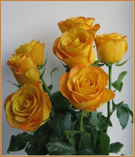 Beautiful Yellow Roses 32 Pics