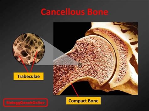 Last Weeks Mysteryanatomy Structure Was Cancellous Bone Cancellous