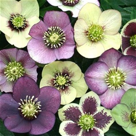 If grown with proper planning, they can be the highlight of your garden. Our Favourite Winter Flowers - Palmers Garden Centre
