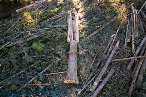 Photo Gallery Massive Trees Cut Down On Vancouver Island Ancient Forest Alliance