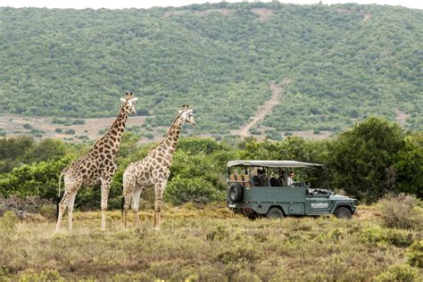Cape Town And Safari Experience Upgrade