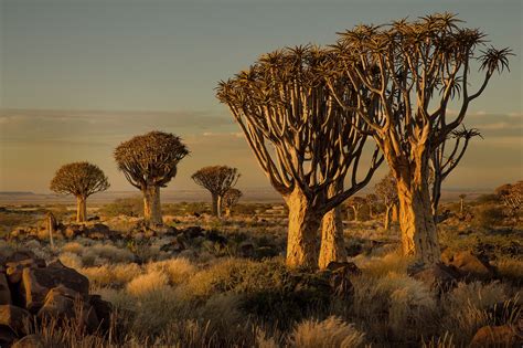 Namibia Africa Nature Landscape Trees Savannah