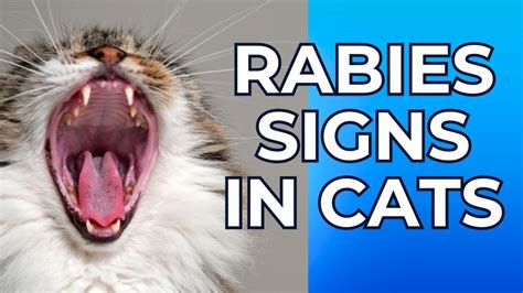 Rabies Signs In Cats Rabies Symptoms In Cats Cat Grooming Youtube