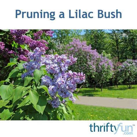 Pruning A Lilac Bush Lilac Bushes Prune Lilac Bush Flowering Shrubs