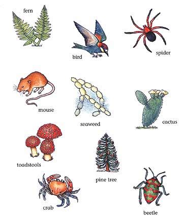 A picture dictionary and classroom poster esl worksheet for kids to study and learn living room vocabulary. Learning Inspiration: Living things and non-living things