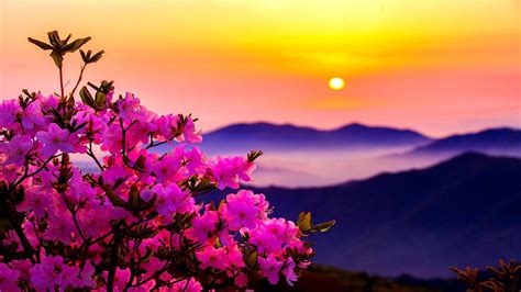 Pink Flowers Plants In Blur Yellow Moon Sky Background Hd Spring
