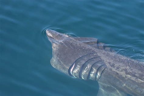 Image Result For Basking Shark Basking Shark Shark Shark Mouth