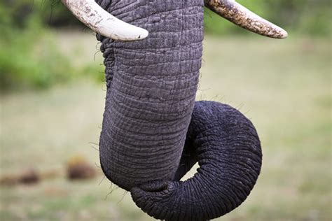 Botswana Elephants Trunk