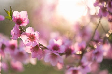 Peach Prunus Persica In Bloom Spring Blossom Del Colaborador De