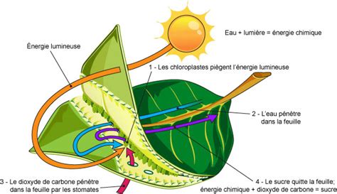 La chlorophylle pigment vert des végétaux absorbe ère SVT