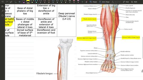Anterior Compartment Of Leg Muscles Youtube