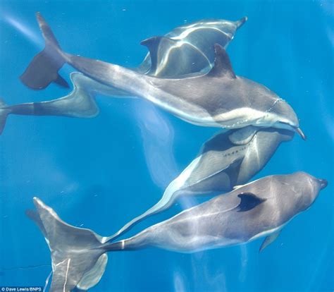 Dolphins Swimming In Crystal Clear Turquoise Waters Off The Coast Of