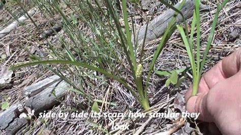 Telling The Difference Between Death Camas And Wild Onion During Spring