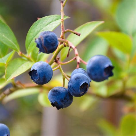 Blueray Blueberry Bush Plant Now Etsy