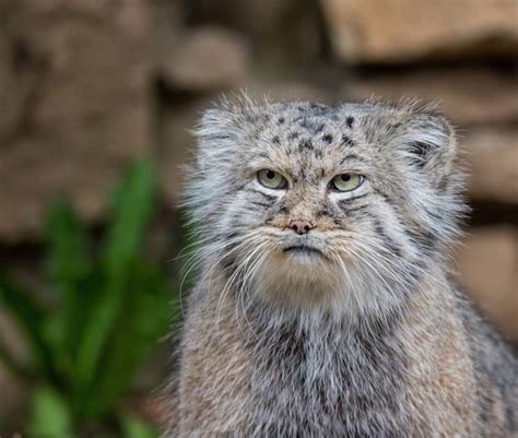 Create Meme Pallas Cat Photo Pallas Cat At The Moscow Zoo Manul
