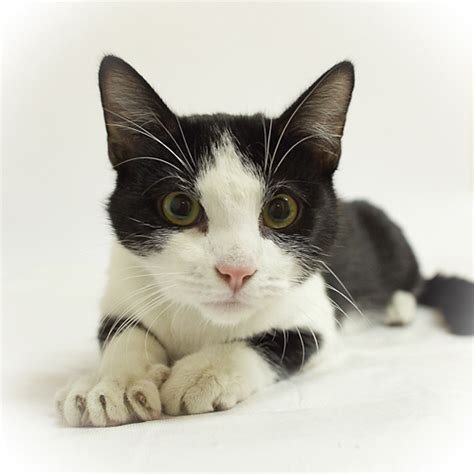 Sharon prushinski, shelter outreach, petfinder. Cat Chat With Caren And Cody: MICHIGAN HUMANE SOCIETY TO ...