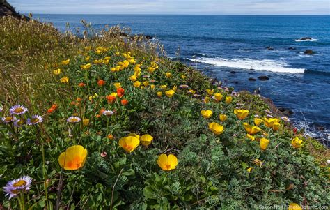 California Native Wildflowers On Coastal Bluff Overlooking Pacific