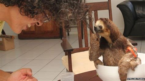 The Woman Who Lost A Dog And Gained 200 Sloths Bbc News