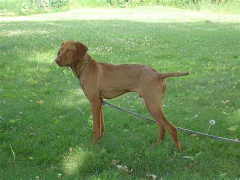 Ask questions and learn review how much vizsla puppies for sale sell for below. Lone Oaks Vizslas - Hutchinson, MN | Puppies For Sale