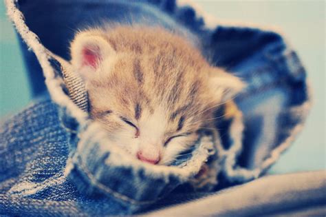 Adorable Animal Cat Cute Jeans Kitten Image 41839