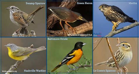 Posts About Wild Birds On Pulaski County Usa Wild Birds Bird Bird