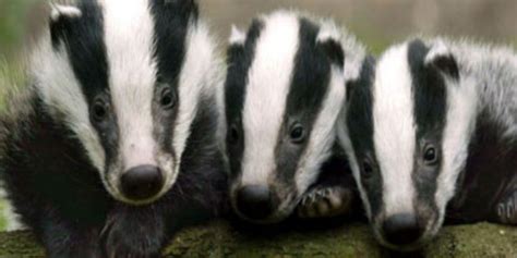 Science The Sex Lives Of Badgers Newstalk