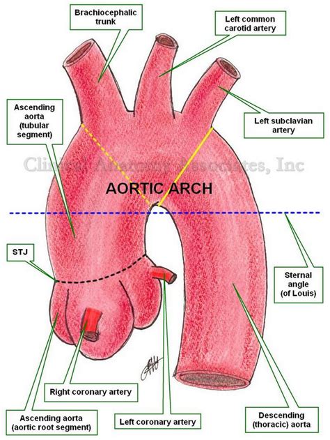 Instant Anatomy Thorax Vessels Arteries Ascending Aorta In 2022