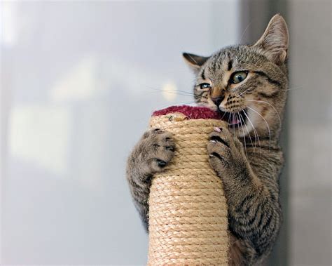 Best Toys For Cats That Like To Chew Wow Blog