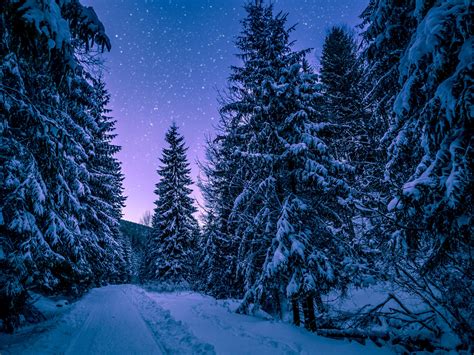 Wallpaper Winter Forest Road Snow Starry Sky Hd Widescreen High
