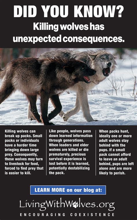 did you know killing wolves has unexpected consequences living with wolves