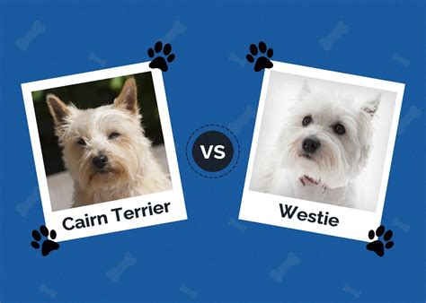 Cairn Terrier Vs Westie Differences Explained With Pictures Hepper