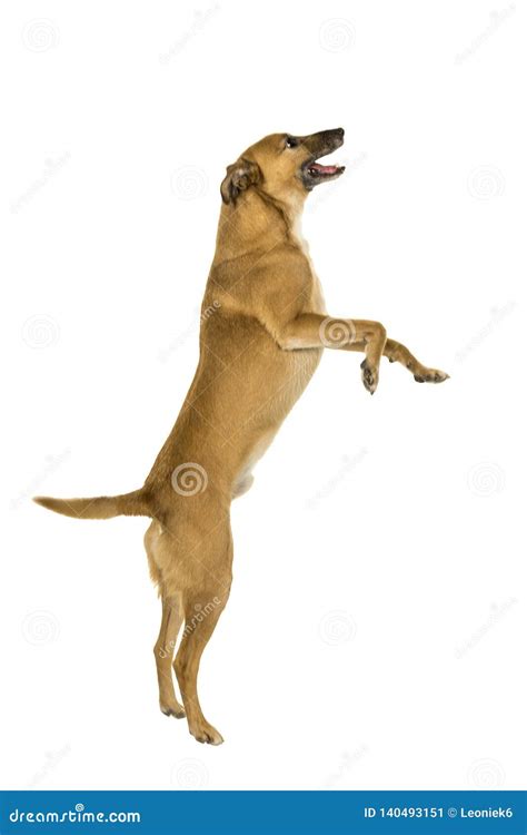 Little Brown Mixed Breed Dog Jumping For A Treat Sideways In White