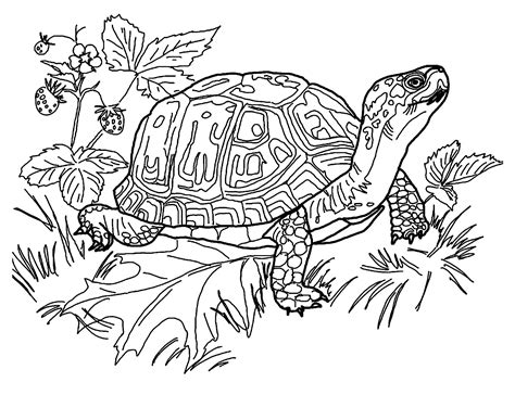 The turtle coloring pages are thus extremely popular among young children as this provides them with ample opportunities for exploring their creativity. Turtles to download - Turtles Kids Coloring Pages